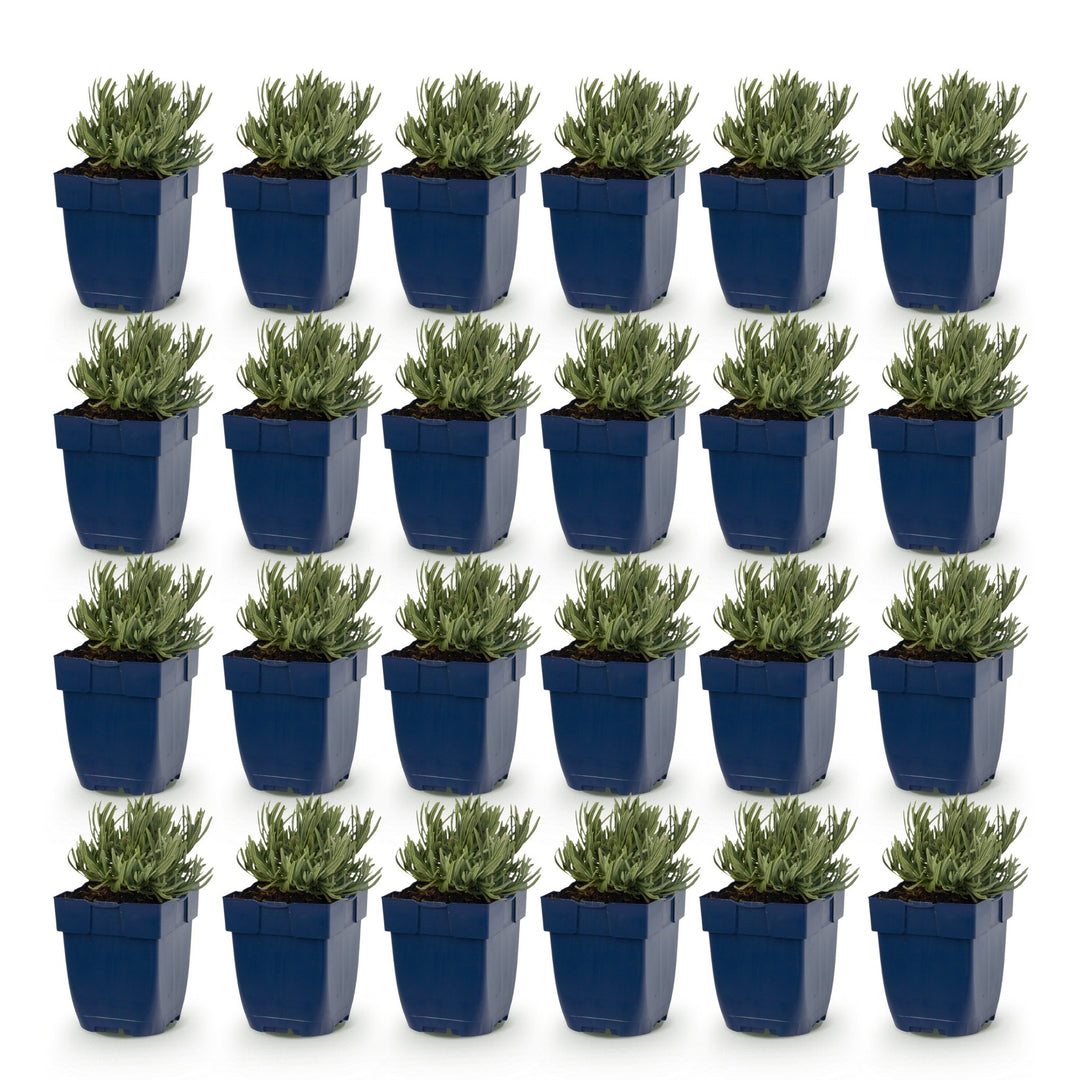 Lavandula angustifolia 'Dwarf Blue' lavender, pack of 24 plants in 11cm pots - view 2