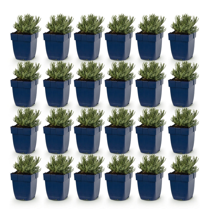 Lavandula angustifolia 'Dwarf Blue' lavender, pack of 24 plants in 11cm pots - view 2