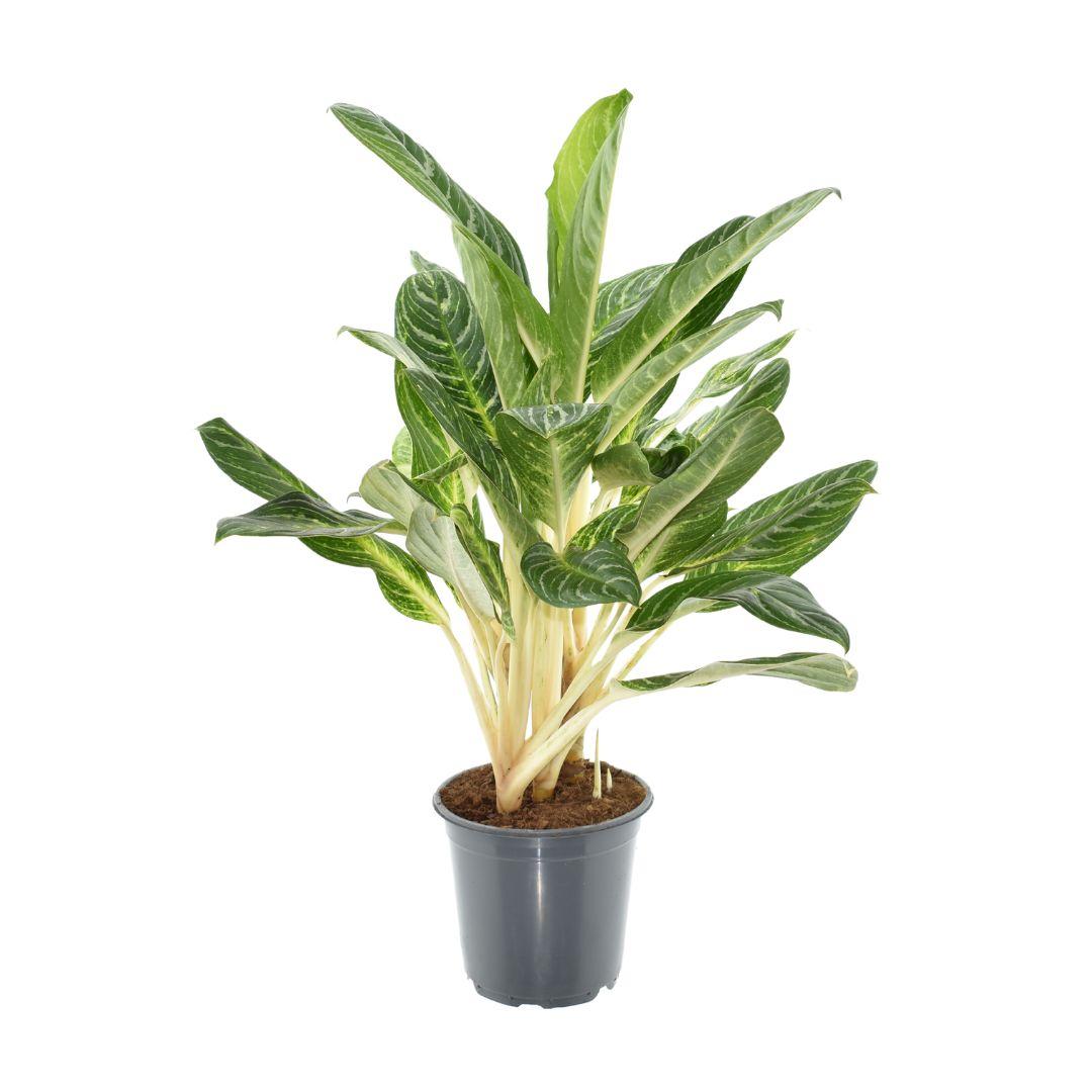 Aglaonema Keylime with lime-green and dark green striped lanceolate leaves, pale stem, in grey plastic pot, 70cm tall