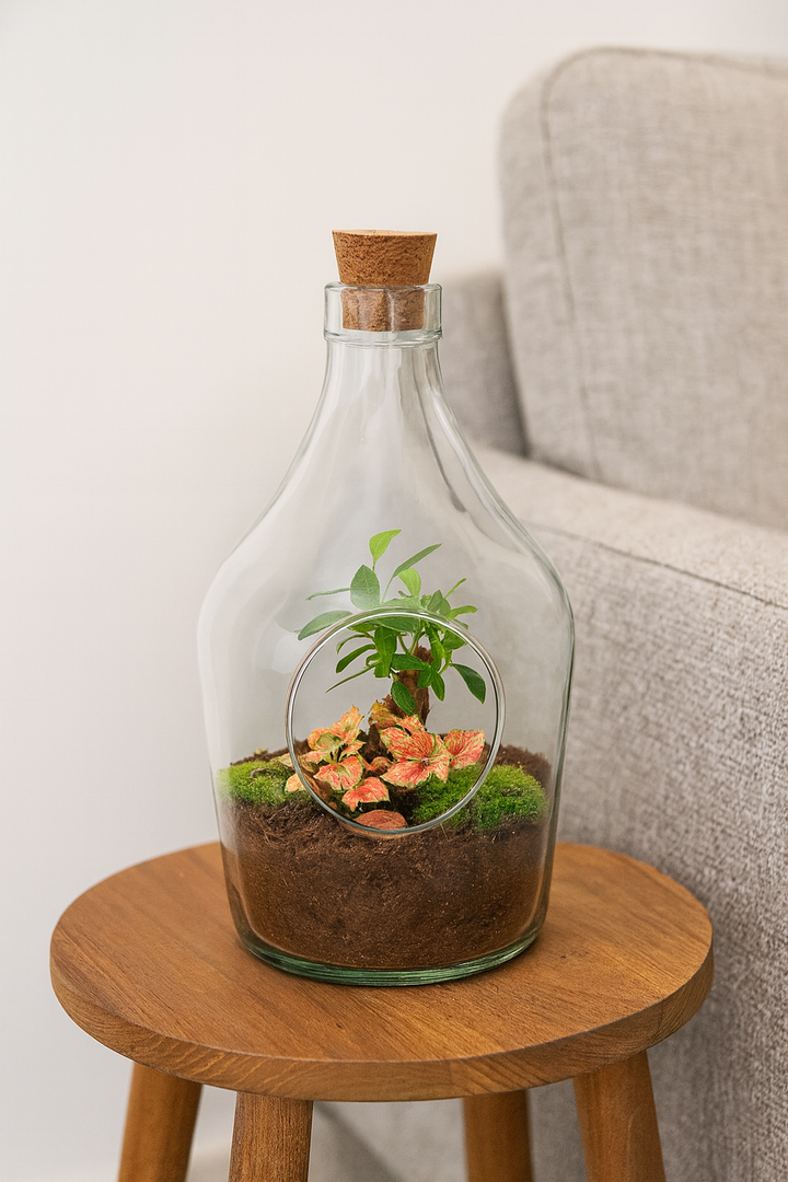 Open terrarium with bonsai and ruby lime plants in a glass container on a wooden stool.