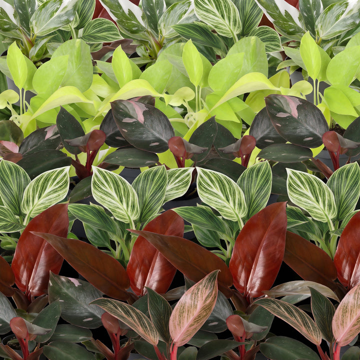 Baby Philodendron Family, pack of 6 tropical houseplants in Ø6cm pots, image 4