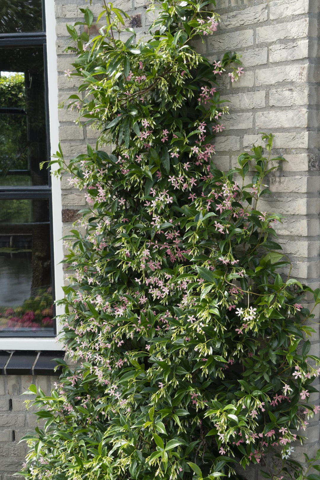 Trachelospermum jasminoides 'Star of Ibiza' climbing plant with pink and white star-shaped flowers, narrow green leaves,…