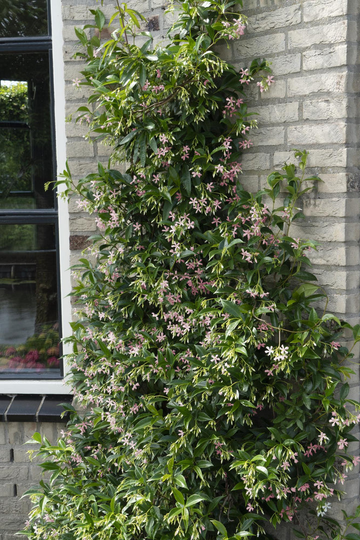 Trachelospermum jasminoides 'Star of Ibiza' climbing plant with pink and white star-shaped flowers, narrow green leaves,…