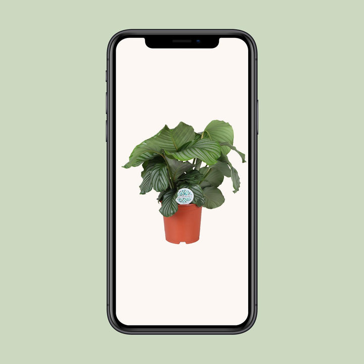 Calathea Orbifolia, by PlantGift.ie