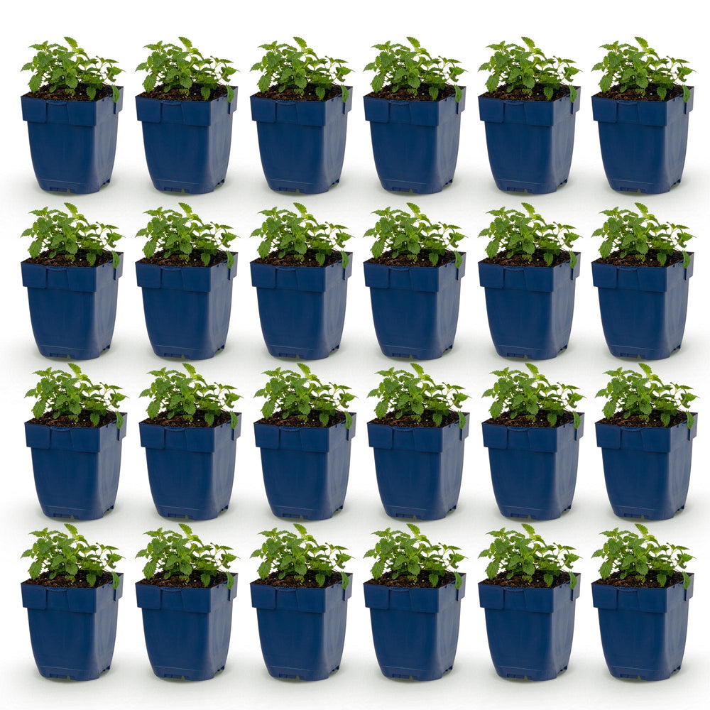 24 Nepeta x faassenii 'Snowflake' catmint plants in 11cm pots - view 2