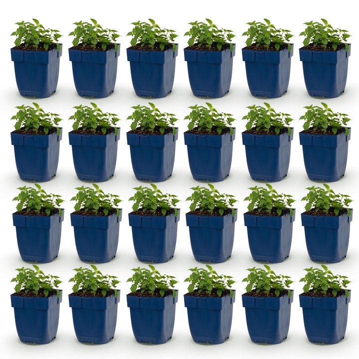 24 Nepeta x faassenii 'Snowflake' catmint plants in 11cm pots - view 2