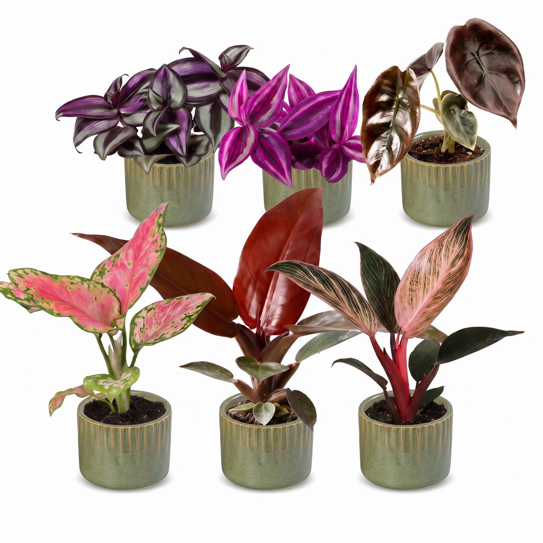 Baby Paradise Mix, pack of 6 tropical houseplants in pink and red tones, image 2