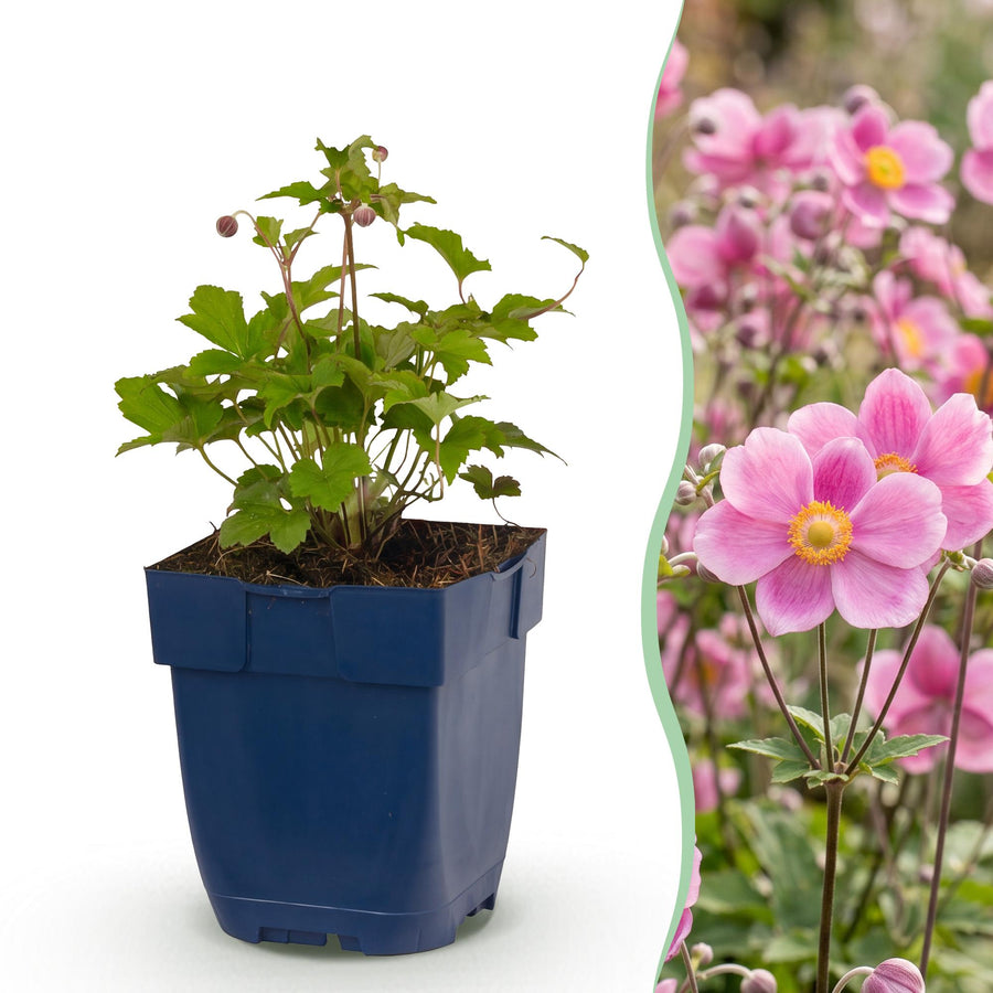 Anemone Splendens with deep pink single flowers with golden centres on wiry stems, 24-plant perennial pack in 11cm pots