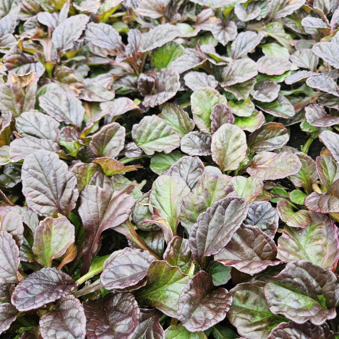 6x Ajuga reptans - ↕10-25cm - Ø9cm — healthy root ball and nursery pot ready to ship from Ireland
