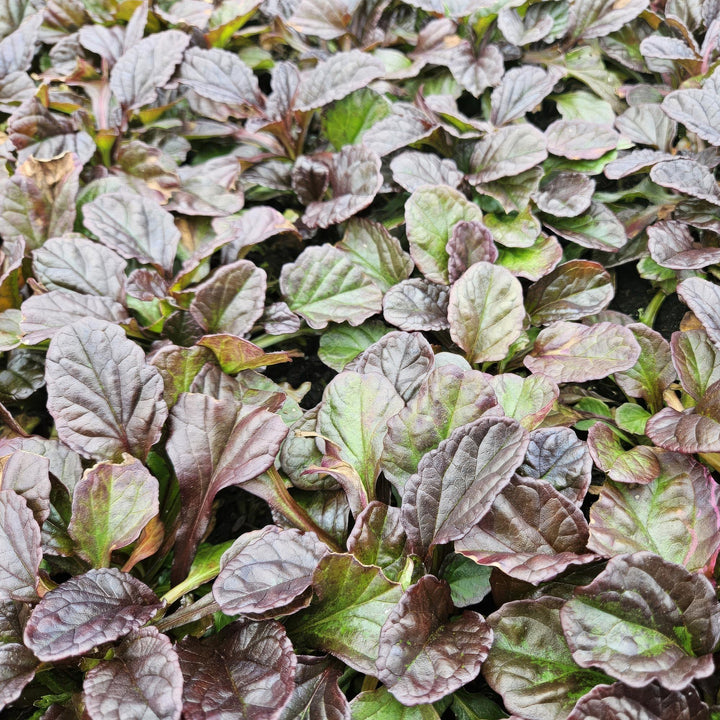 6x Ajuga reptans - ↕10-25cm - Ø9cm — healthy root ball and nursery pot ready to ship from Ireland
