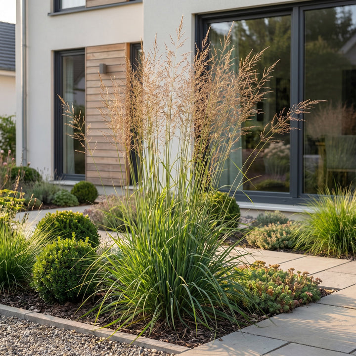 Pack of 24 Molinia arundinacea 'Karl Foerster' purple moor grass plants in 11cm pots - view 6
