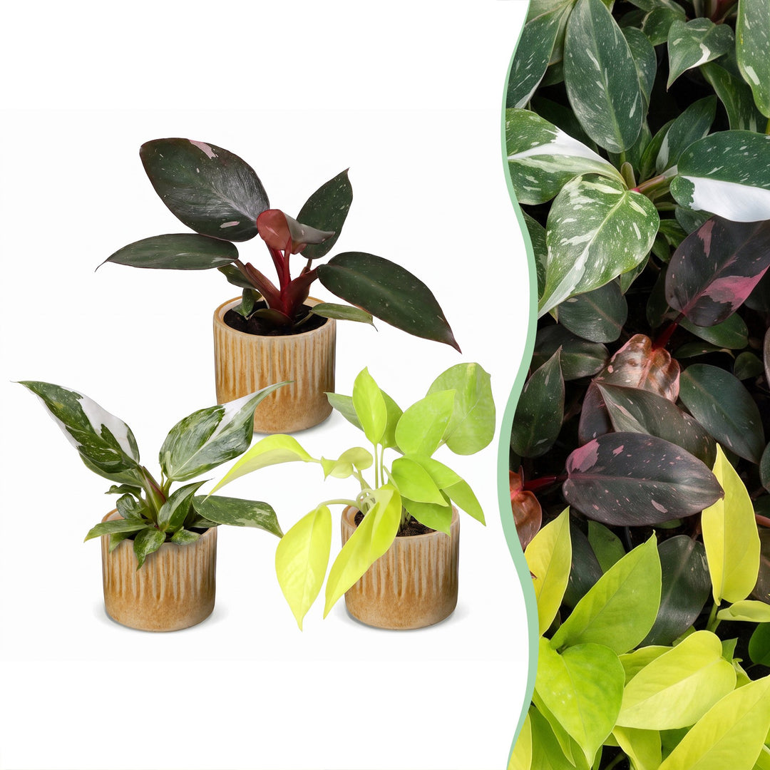 3x Baby Philodendron Tricolour indoor plants in Ø6cm pots