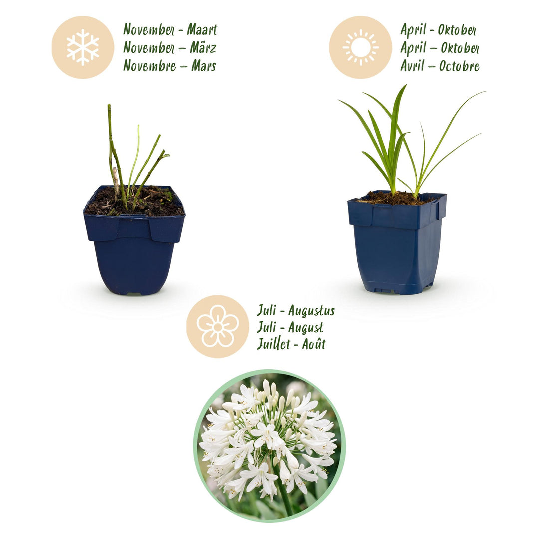 24x Agapanthus africanus 'Albus' African Lily - White - 11cm Pot - 15-25cm