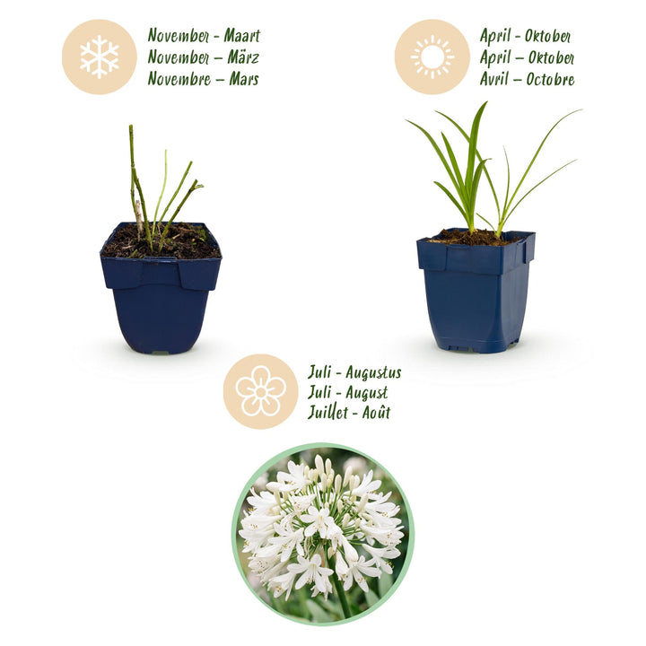 24x Agapanthus africanus 'Albus' African Lily - White - 11cm Pot - 15-25cm