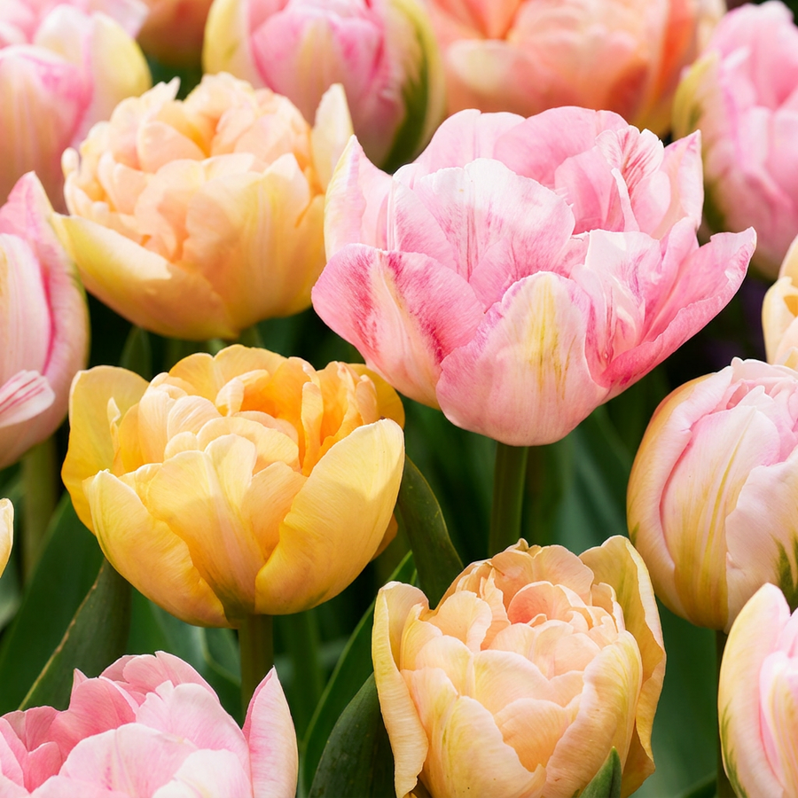 Tulipa Peaches & Kisses in flower, goblet-shaped blooms on straight upright stems, 96-bulb pack for Irish gardens