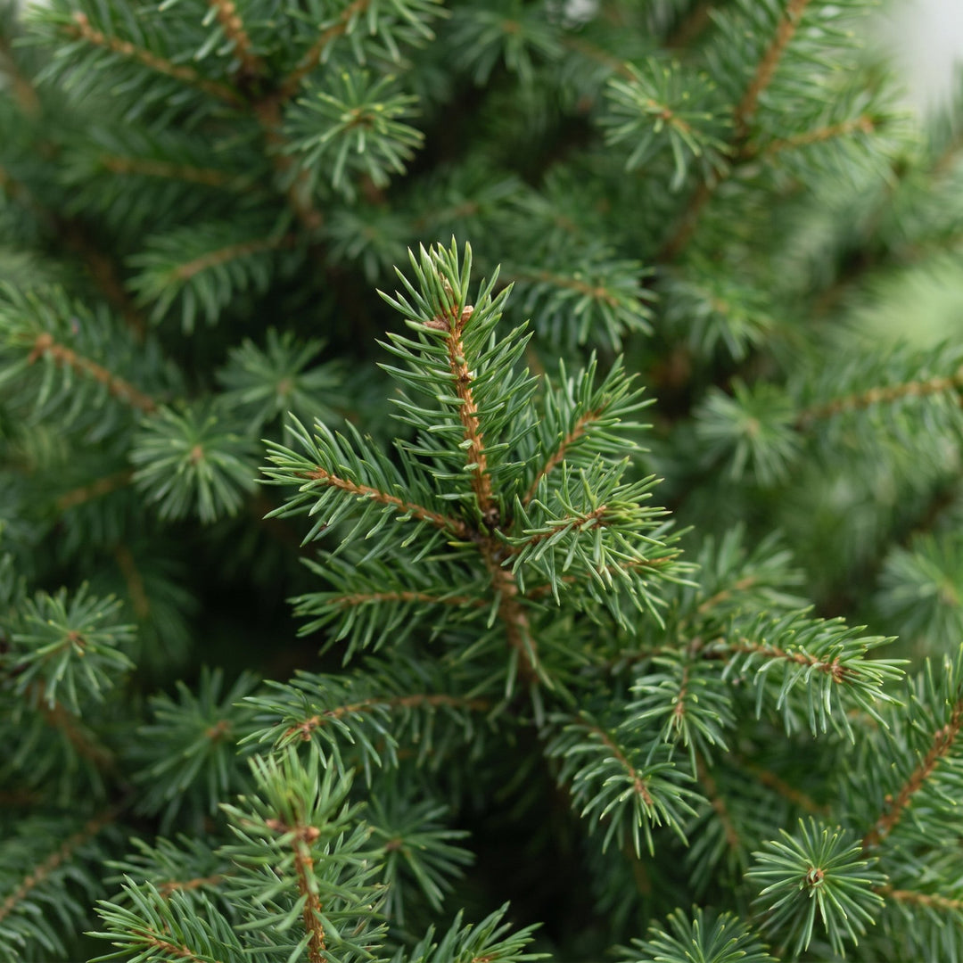 Picea glauca Conica Dwarf Alberta Spruce Christmas tree in 26cm pot, image 4