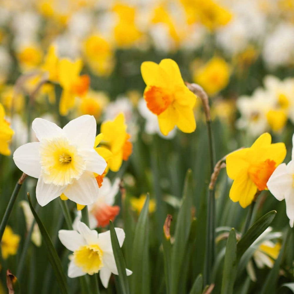100 eco-friendly Narcissus bulbs in a sustainable value pack by Everspring
