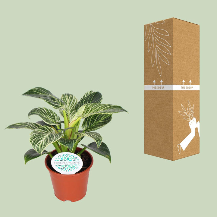 Variegated Philodendron Birkin houseplant in a 14cm pot, featuring lush green and white foliage, by Everspring.