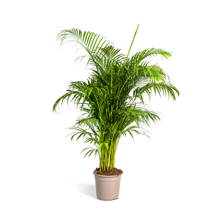 Dypsis Areca lutescens potted plant, green fronds, height 150-170cm, diameter 27cm, by Everspring.