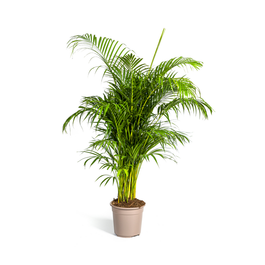 Dypsis Areca lutescens potted plant, green fronds, height 150-170cm, diameter 27cm, by Everspring.