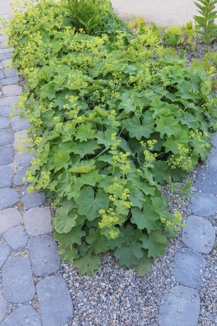 6x Alchemilla mollis - ↕10-25cm - Ø9cm full-plant overview, healthy foliage and strong roots