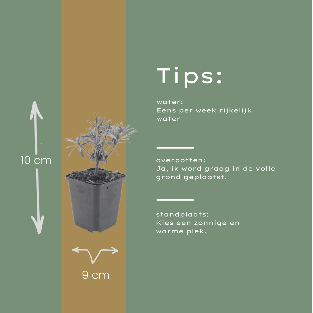 48x Erysimum 'Bowles' Mauve' - ↕10-25cm - Ø9cm