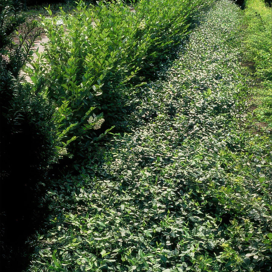 6x Euonymus fortunei radicans - ↕10-25cm - Ø9cm alternative angle showing habit and leaf structure