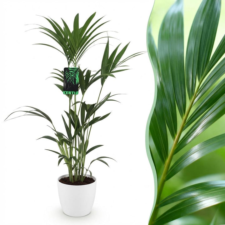 Kentia palm Howea forsteriana with arching feathery fronds in a matte white decorative pot
