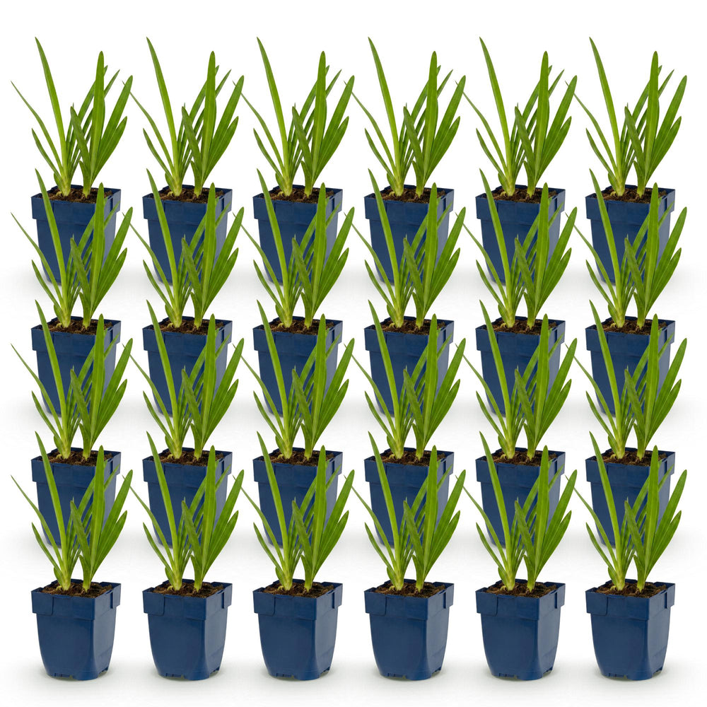 24 Agapanthus africanus African lily plants in 11cm pots, 15-25cm tall - view 2