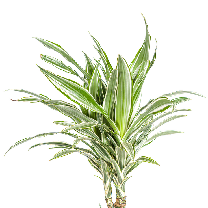 Dracaena Deremensis White Stripe 130-150cm — Dragon Tree in 24cm pot
