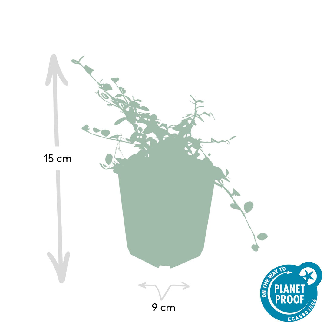 40x Cotoneaster 'Queen of Carpets' Evergreen Ground Cover - 10-25cm