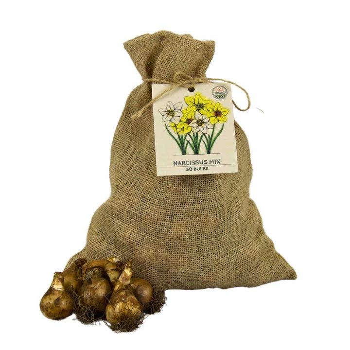 Medium Narcissus Mix - 50 Bulb Sustainable Value Pack