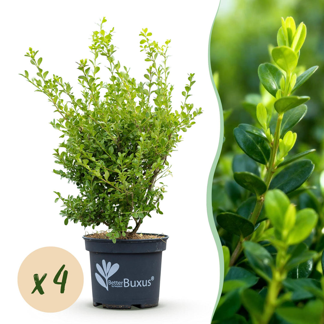 4 BetterBuxus Babylon Beauty box hedging plants in 19cm pots