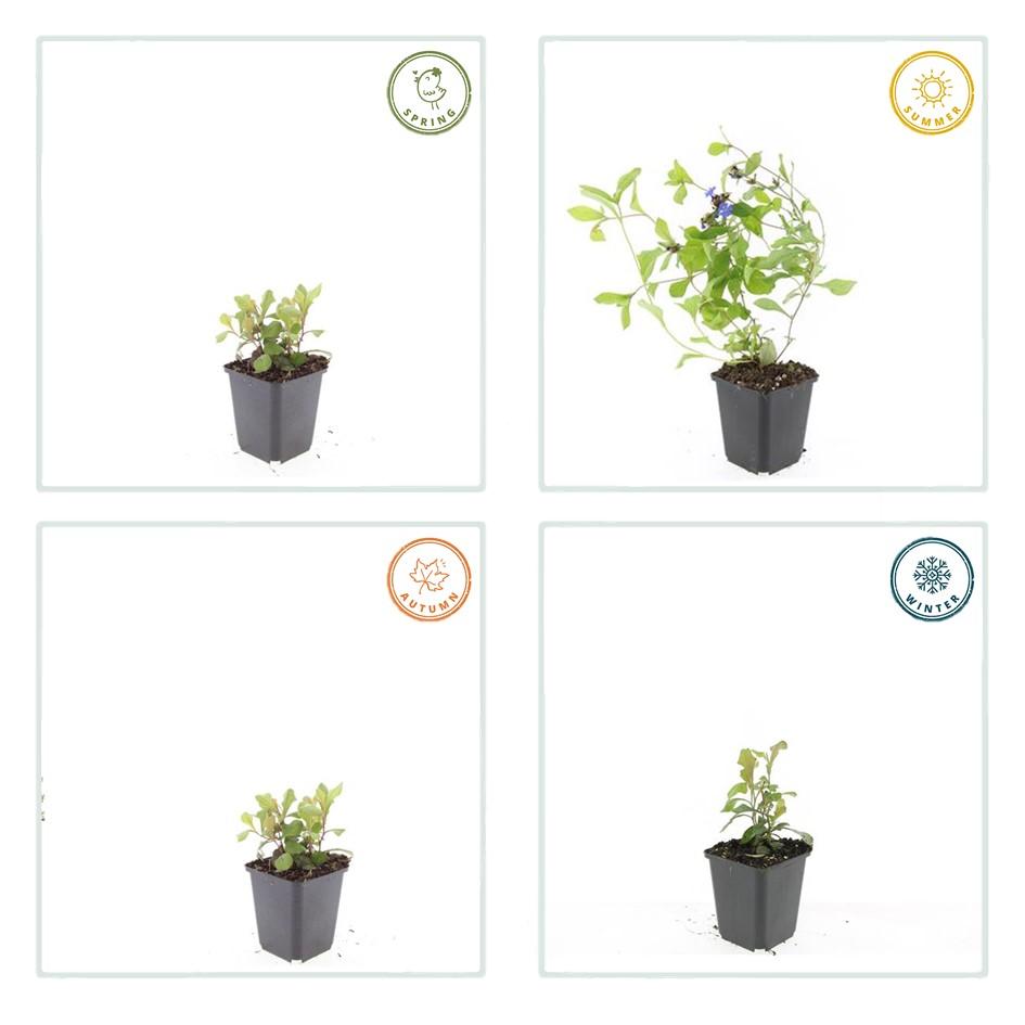 48x Ceratostigma plumbaginoides  - ↕10-25cm - Ø9cm