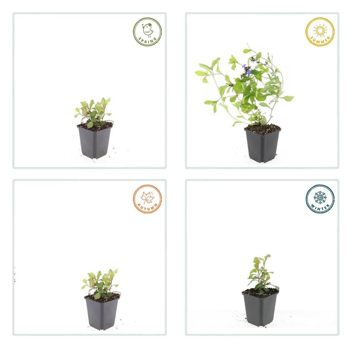 48x Ceratostigma plumbaginoides  - ↕10-25cm - Ø9cm