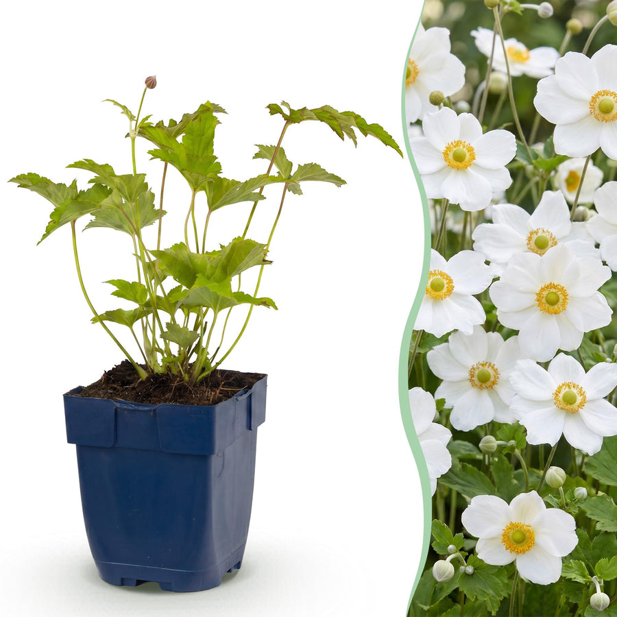 Anemone Honorine Jobert with pure white flowers with golden stamens held above dark green leaves, 24-plant perennial pack in 11cm pots