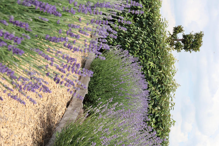 True Lavender Plants - Lavandula Angustifolia 6 Pack Live Plants