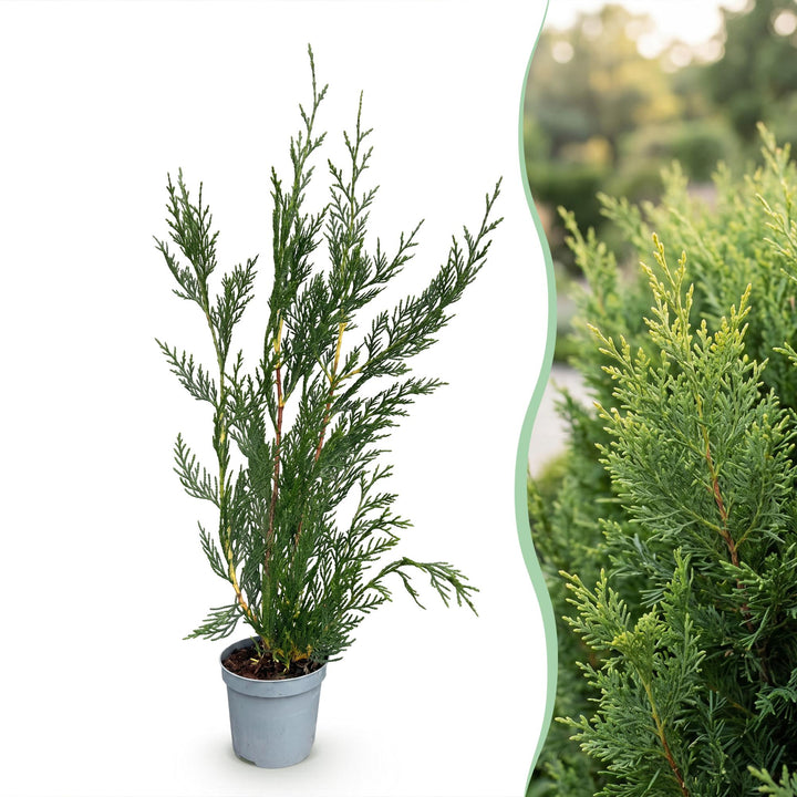 40 x Cuprocyparis leylandii '2011' Leyland cypress plants in 9cm pots, 30-40cm tall - view 3