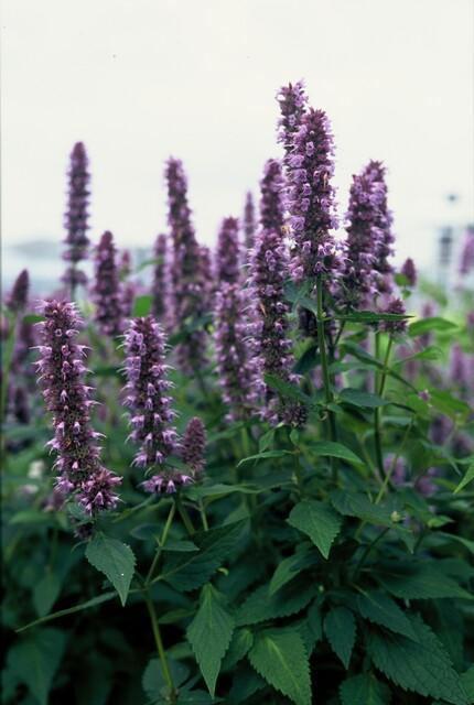 Multiple Agastache 'Blue Fortune' plants with dense purple-violet flower spikes and green foliage in 9cm pots, young…