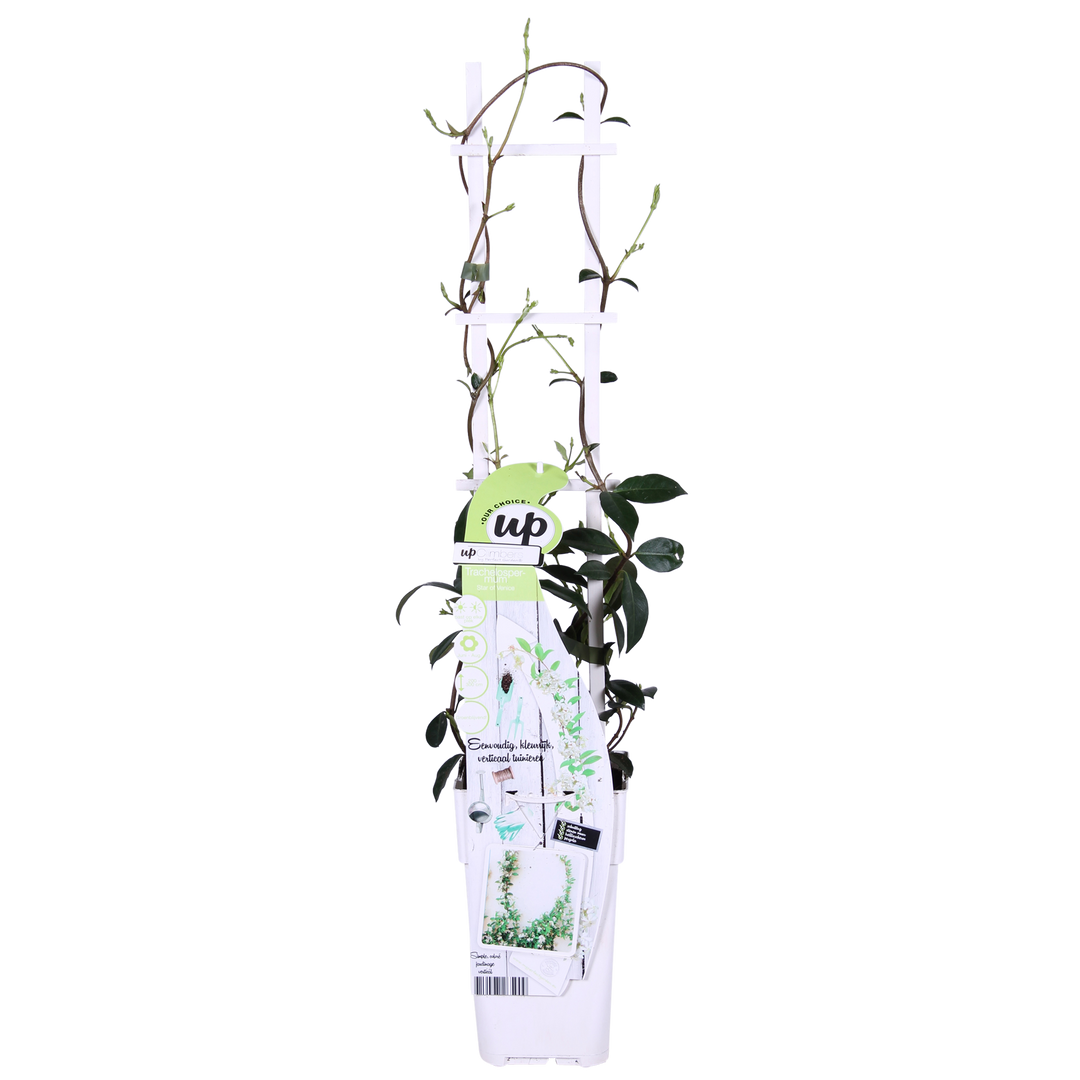 2x - Trachelospermum 'Star of Venice' - ↨65cm - Ø15 — healthy root ball and nursery pot ready to ship from Ireland