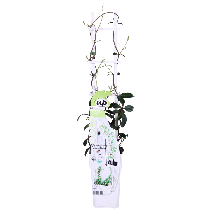 2x - Trachelospermum 'Star of Venice' - ↨65cm - Ø15 — healthy root ball and nursery pot ready to ship from Ireland