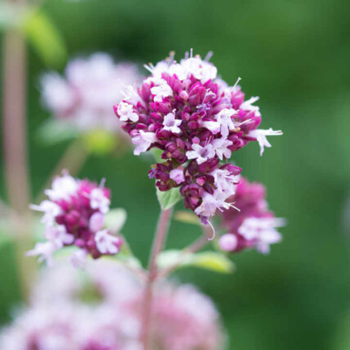 6x Origanum laevigatum 'Herrenhausen' - ↕10-25cm - Ø9cm — healthy root ball and nursery pot ready to ship from Ireland