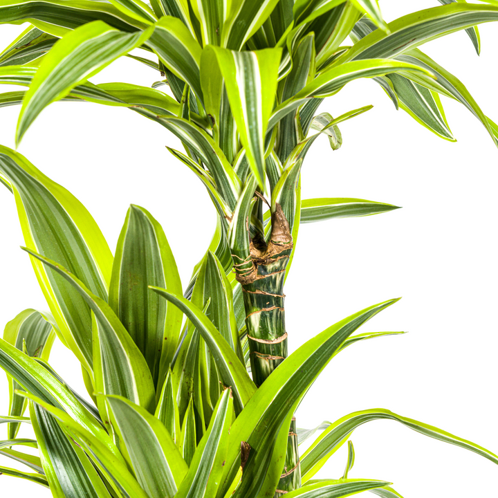 Dracaena Deremensis Lemon Lime with basket Ø24cm - ↕130 - 150cm