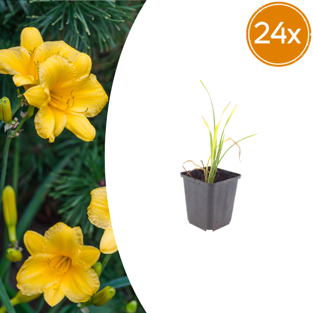 Young daylily plant with thin green leaves in grey square pot, 10-25cm tall, shown against close-up of mature yellow…