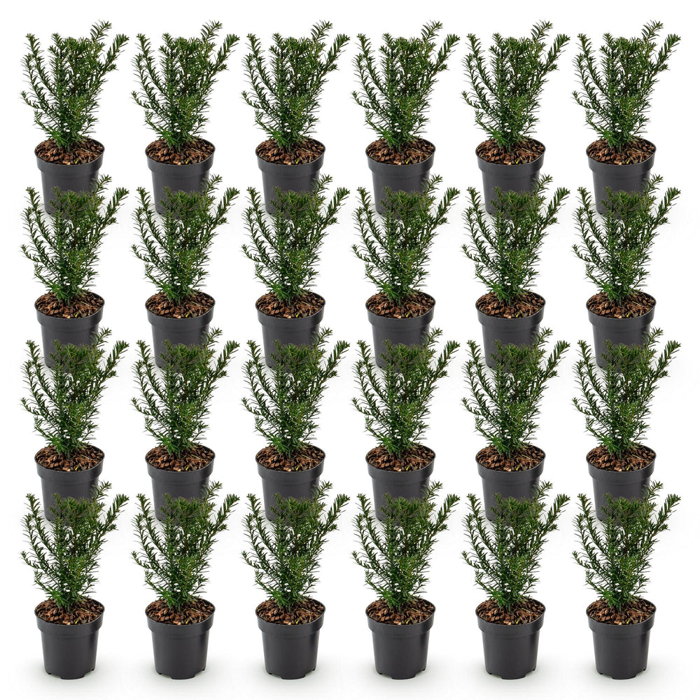 24 Taxus baccata yew hedging plants in 9cm pots, 20-30cm tall - view 2