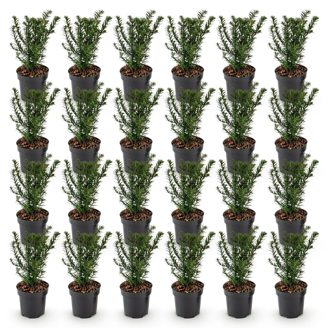 24 Taxus baccata yew hedging plants in 9cm pots, 20-30cm tall - view 2