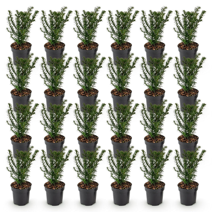 24 Taxus baccata yew hedging plants in 9cm pots, 20-30cm tall - view 2