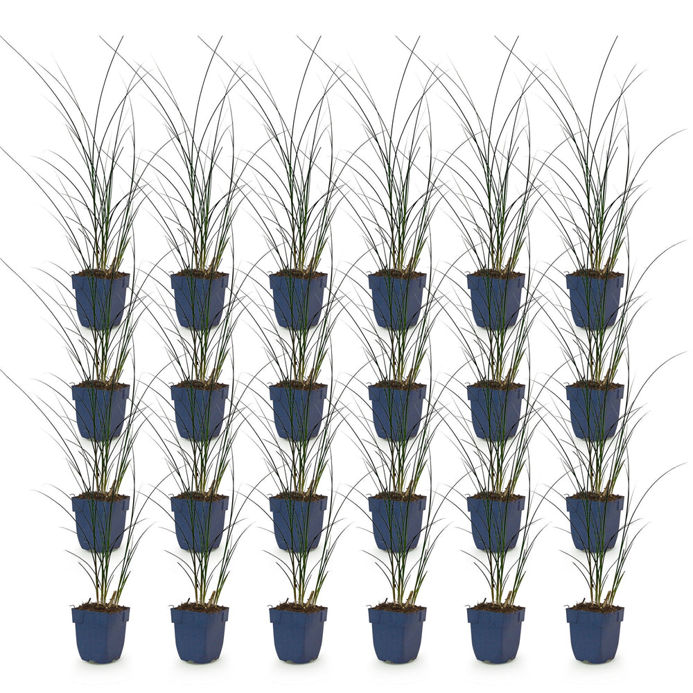 Pack of 24 Miscanthus sinensis 'Gracillimus' maiden grass plants in 11cm pots - view 2