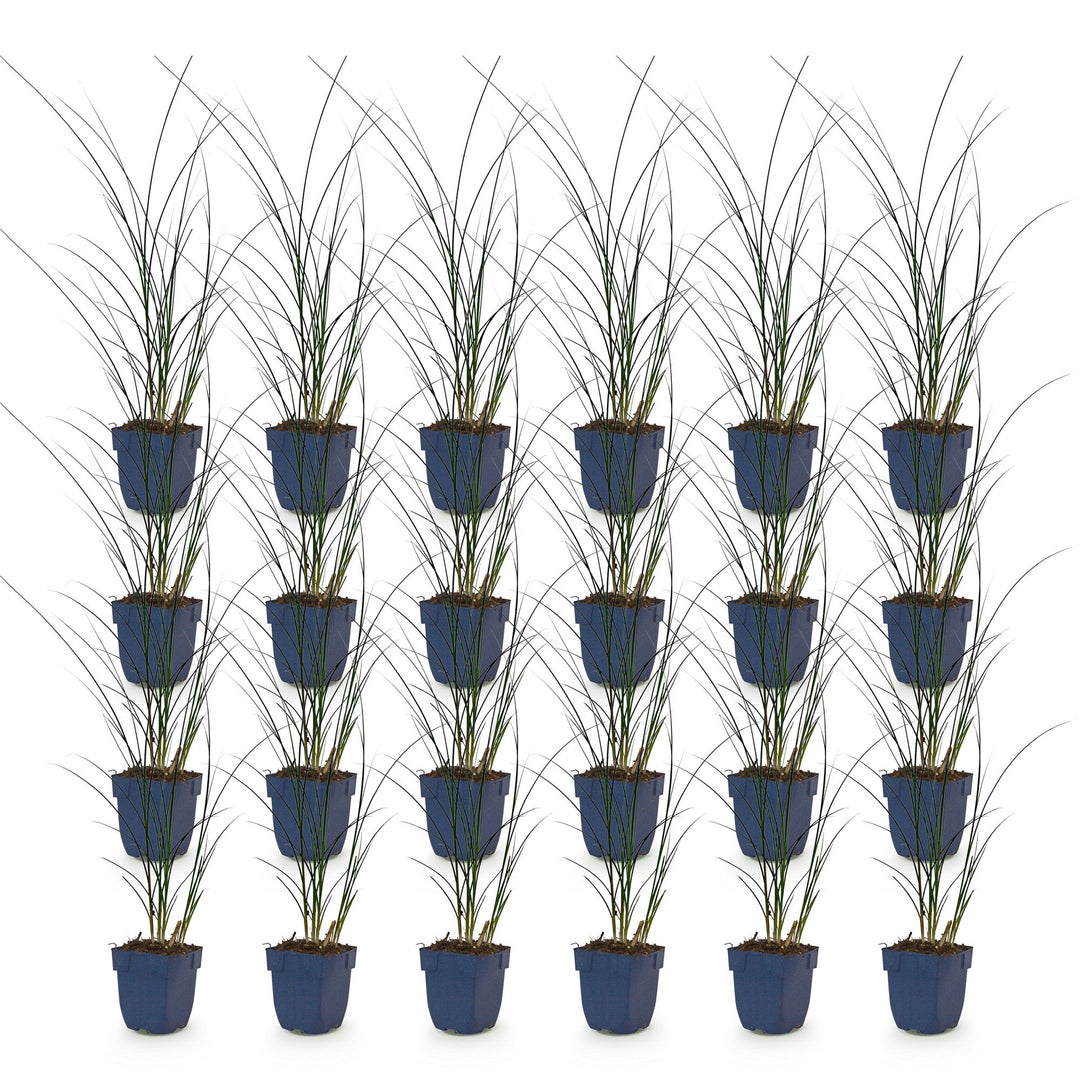 Pack of 24 Miscanthus sinensis 'Gracillimus' maiden grass plants in 11cm pots - view 2