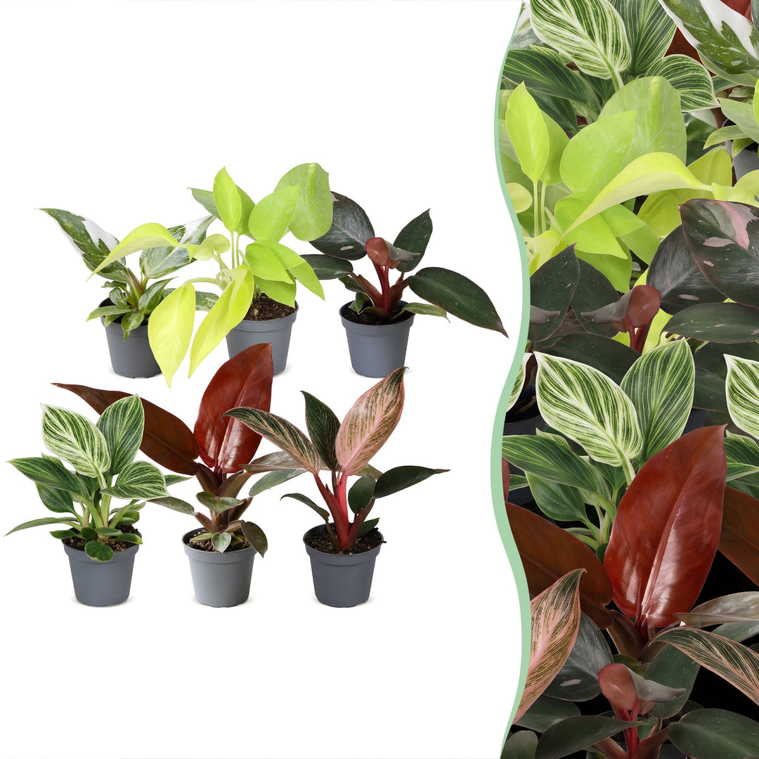 Baby Philodendron Family, pack of 6 tropical plants in 6cm pots